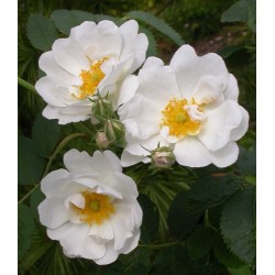 Rosa 'Alba semi plena' - Rosaceae - Rosier