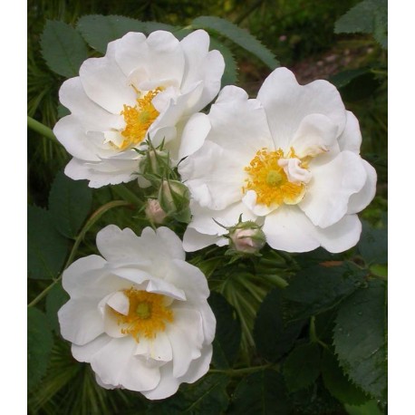 Rosa 'Alba semi plena' - Rosaceae - Rosier