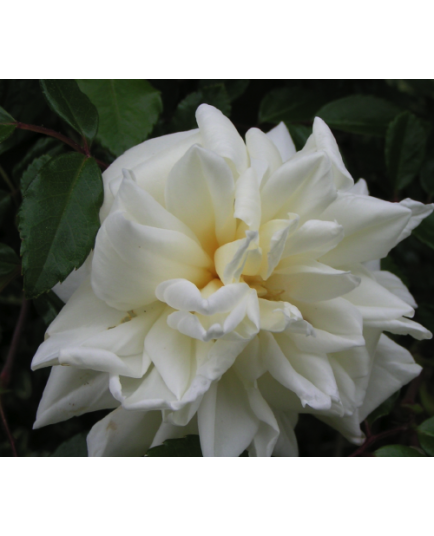Rosa 'Alberic Barbier' - Rosaceae - Rosier