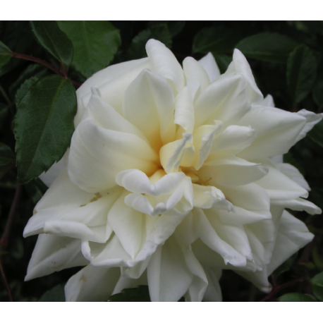 Rosa 'Alberic Barbier' - Rosaceae - Rosier