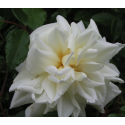 Rosa 'Alberic Barbier' - Rosaceae - Rosier