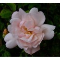 Rosa 'Albertine' - Rosaceae - Rosier grimpant