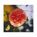 Rosa 'Alchemist' - Rosaceae - Rosier grimpant