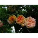 Rosa 'Alchemist' - Rosaceae - Rosier grimpant