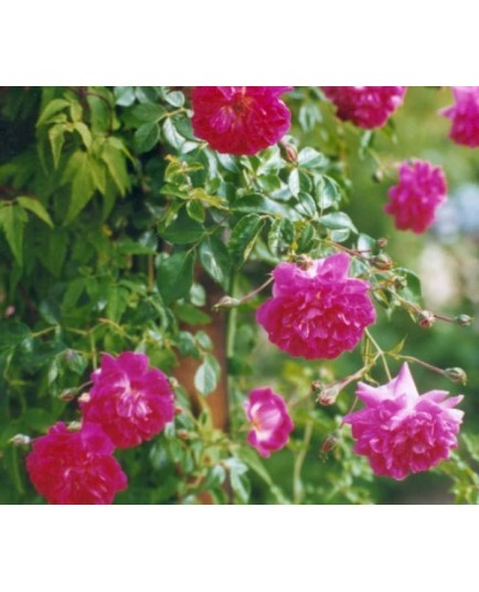 Rosa 'Alexandre Girault' - Rosaceae - Rosier grimpant