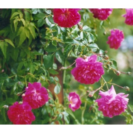 Rosa 'Alexandre Girault' - Rosaceae - Rosier grimpant