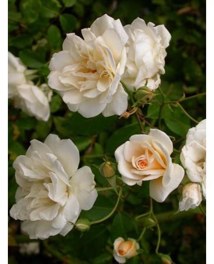 Rosa 'Alister Stella Gray' - Rosaceae - Rosier grimpant