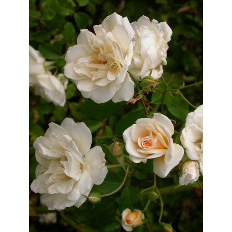 Rosa 'Alister Stella Gray' - Rosaceae - Rosier grimpant