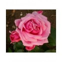Rosa 'Aloha' - Rosaceae - Rosier grimpant