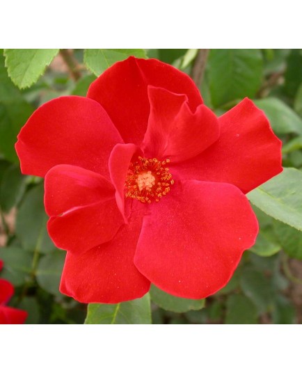 Rosa 'Altissimo' - Rosaceae - Rosier