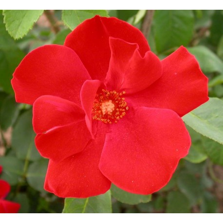Rosa 'Altissimo' - Rosaceae - Rosier