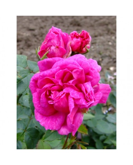 Rosa 'Amédée de Langlois' - Rosaceae - Rosier