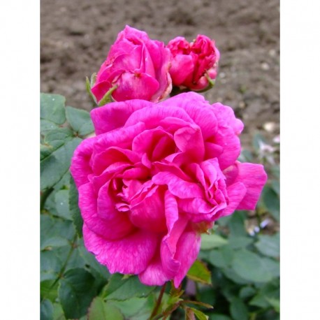 Rosa 'Amédée de Langlois' - Rosaceae - Rosier