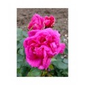 Rosa 'Amédée de Langlois' - Rosaceae - Rosier