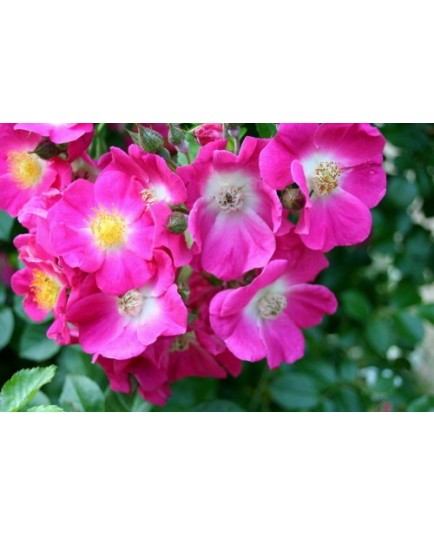 Rosa 'American Pillar' - Rosaceae - Rosier liane