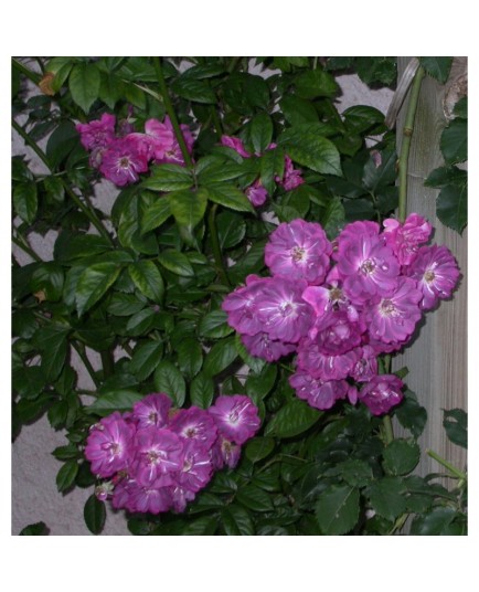 Rosa 'Amethyste' - Rosaceae - Rosier