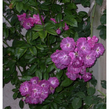 Rosa 'Amethyste' - Rosaceae - Rosier
