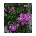 Rosa 'Amethyste' - Rosaceae - Rosier