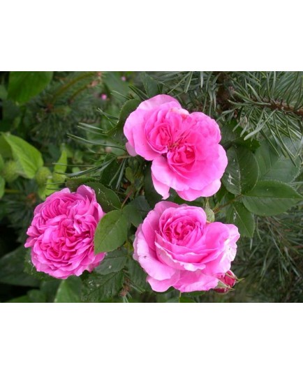 Rosa 'Anais Segalas' - Rosaceae - Rosier