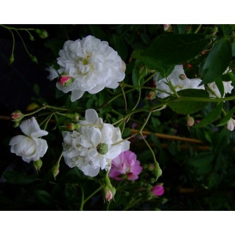 Rosa 'Anatole de Montesquieu' - Rosaceae - Rosier