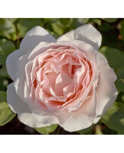 Rosa 'André Le Nôtre®' - Rosaceae - Rosier