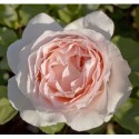 Rosa 'André Le Nôtre®' - Rosaceae - Rosier