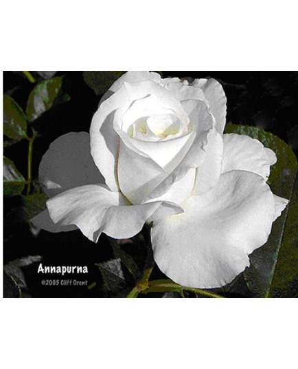 Rosa 'Annapurna' - Rosaceae - Rosier