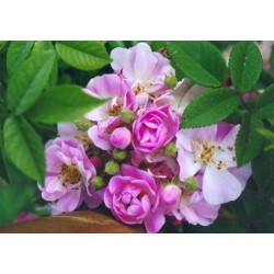 Rosa 'Apple Blossom' - Rosaceae - Rosier liane