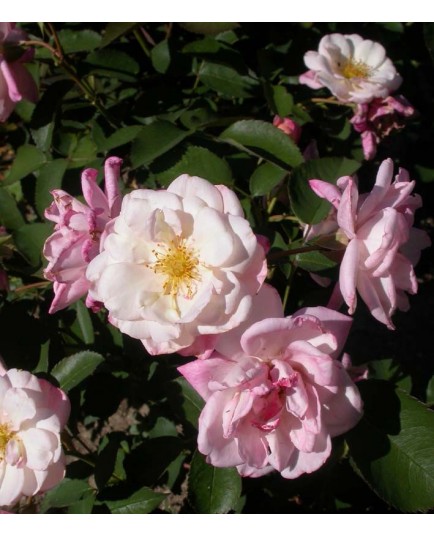 Rosa 'Apricot Bells' - Rosaceae - rosier