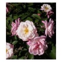 Rosa 'Apricot Bells' - Rosaceae - rosier