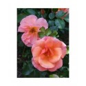 Rosa 'Aprikola' - Rosaceae - Rosier