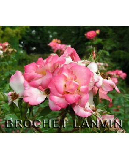 Rosa 'Arabella' - Rosaceae - rosier