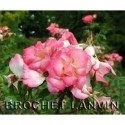 Rosa 'Arabella' - Rosaceae - rosier