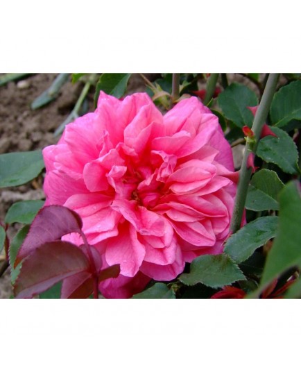 Rosa 'Archiduc Joseph' - Rosaceae - Rosier