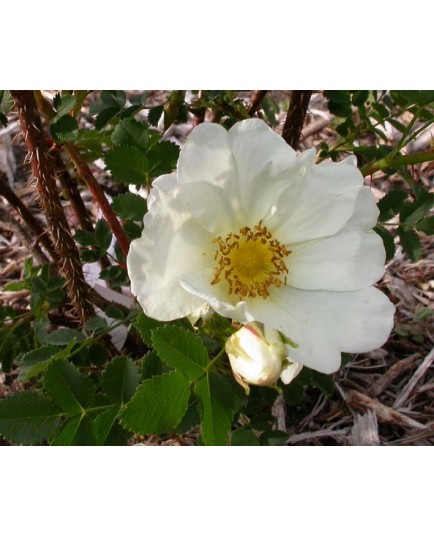 Rosa 'Aristide' - Rosaceae - Rosier