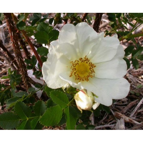 Rosa 'Aristide' - Rosaceae - Rosier