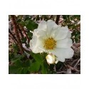 Rosa 'Aristide' - Rosaceae - Rosier