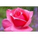 Rosa 'Astrée' - Rosaceae - Rosier nain à bouquet