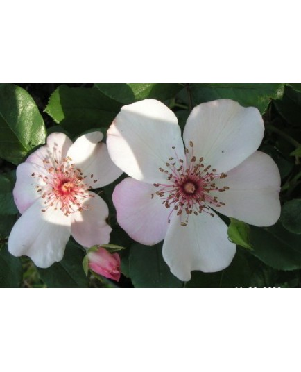 Rosa 'Astronomia ' - Rosaceae - Rosier