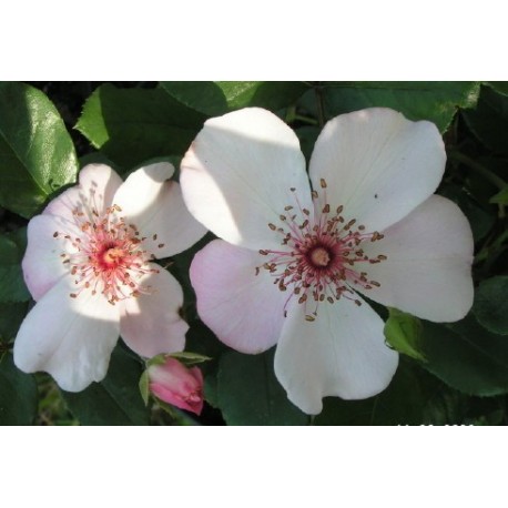 Rosa 'Astronomia ' - Rosaceae - Rosier