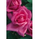Rosa 'Aveu' - Rosaceae - Rosier nain à bouquet