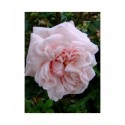 Rosa 'Awakening' - Rosaceae - Rosier grimpant