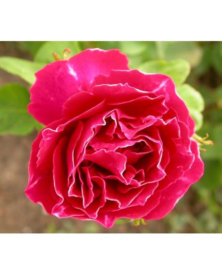 Rosa 'Baron Girod de l'Ain' - Rosaceae - Rosier