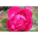 Rosa 'Baron Gonella' - Rosaceae - Rosier