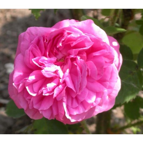 Rosa 'Baronne Prevost' - Rosaceae - Rosier