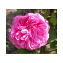 Rosa 'Baronne Prevost' - Rosaceae - Rosier