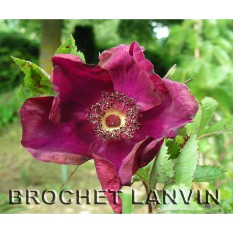 Rosa 'Basye's Purple Rose' - Rosaceae - rosier