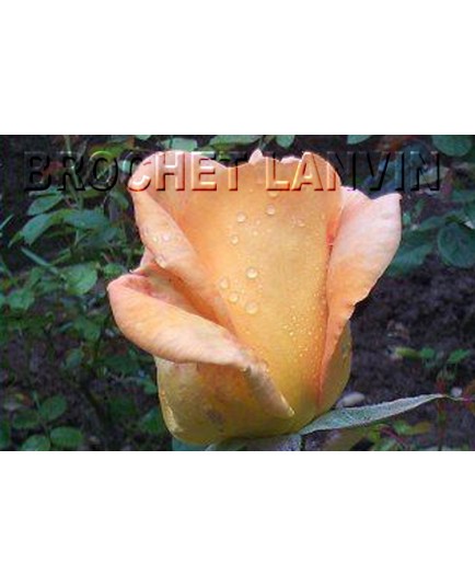 Rosa 'Beauté' - Rosaceae - Rosier nain à bouquet