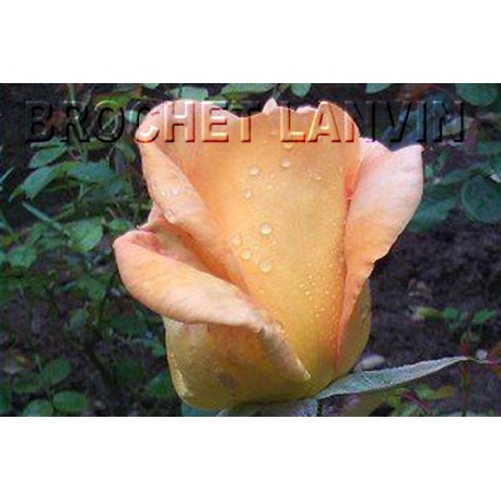 Rosa 'Beauté' - Rosaceae - Rosier nain à bouquet