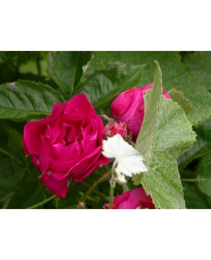 Rosa 'Beauté des prairies' - Rosaceae - Rosier